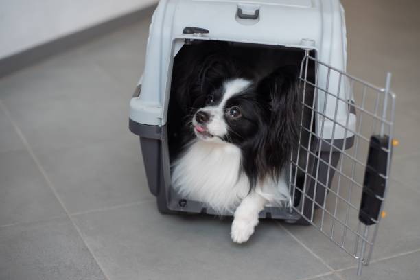 Small black and white dog sitting comfortably inside pet travel carrier crate with open door"